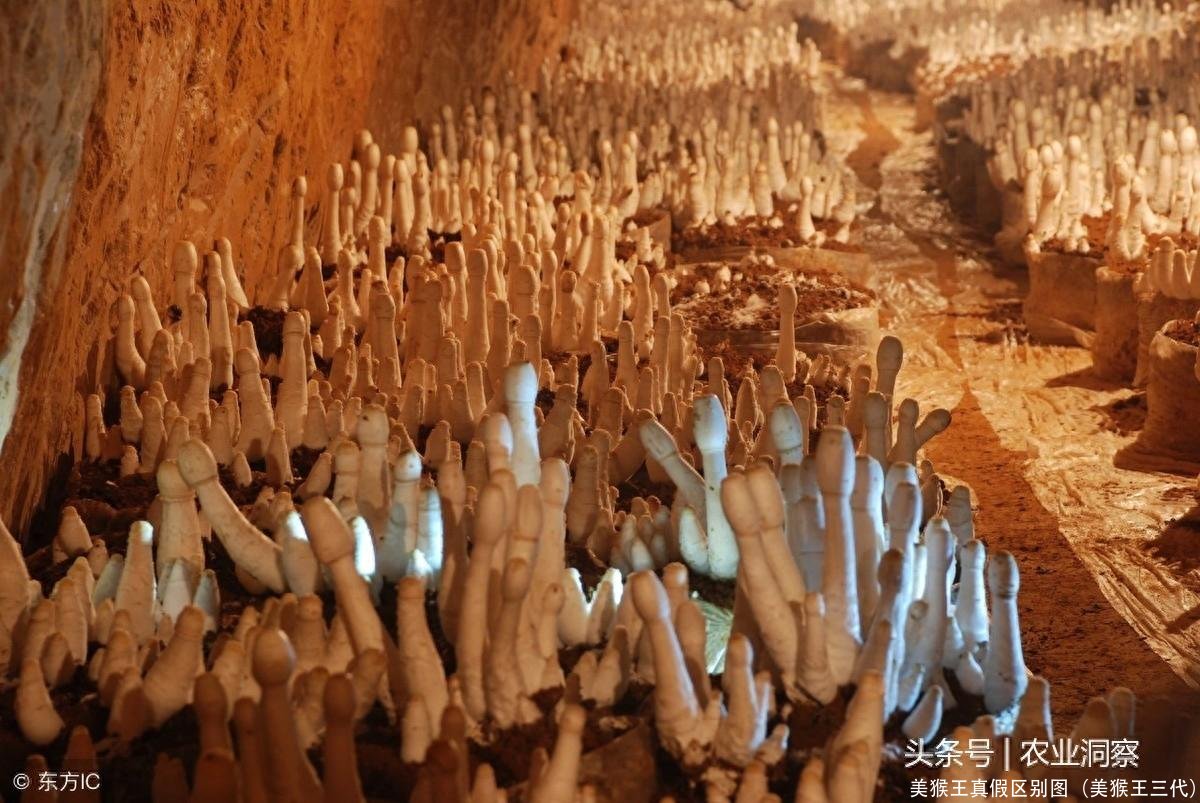 美猴王真假区别图(美猴王三代)