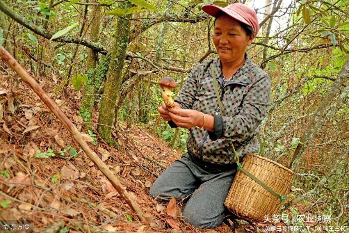 美猴王真假区别图(美猴王三代)