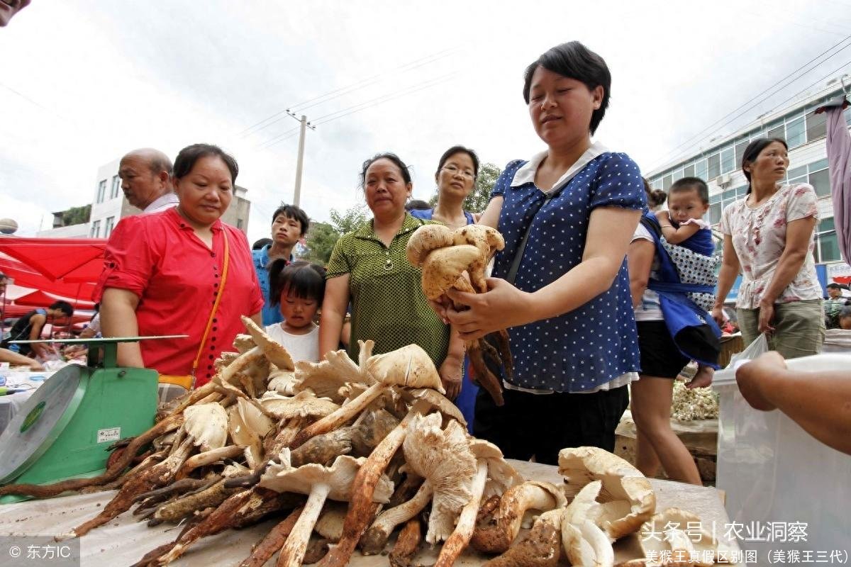 美猴王真假区别图(美猴王三代)