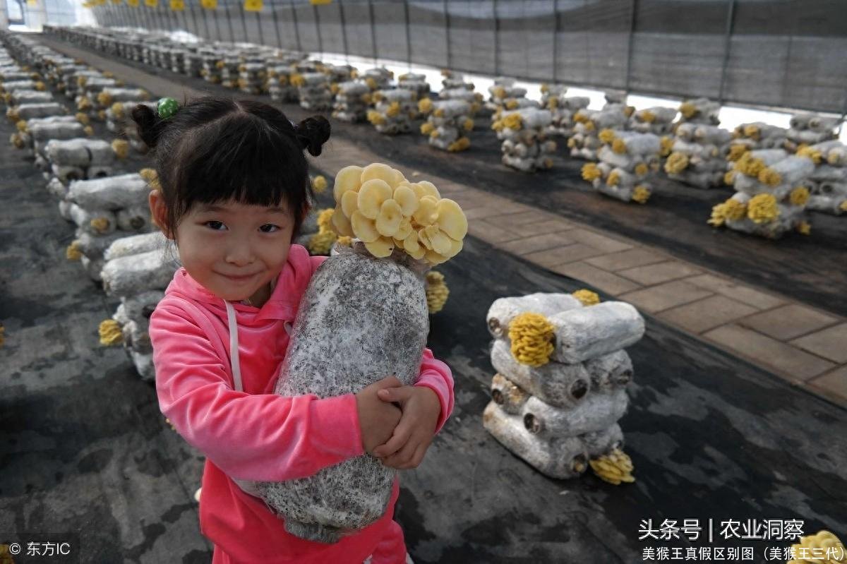 美猴王真假区别图(美猴王三代)