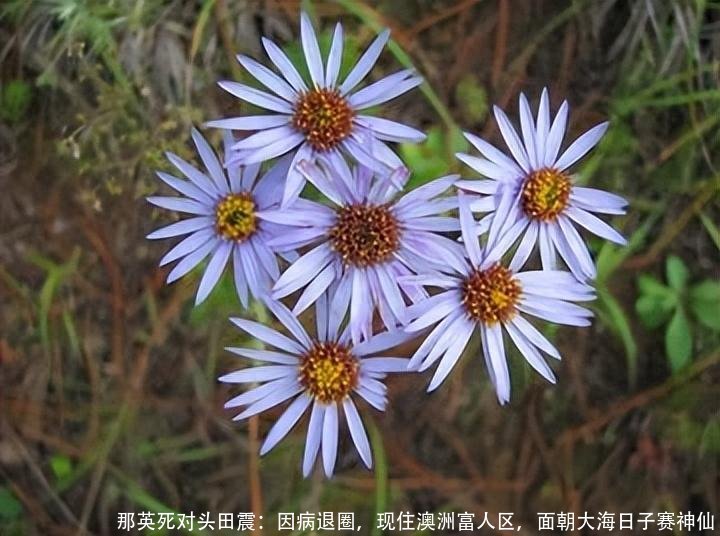 那英死对头田震:因病退圈,现住澳洲富人区,面朝大海日子赛神仙