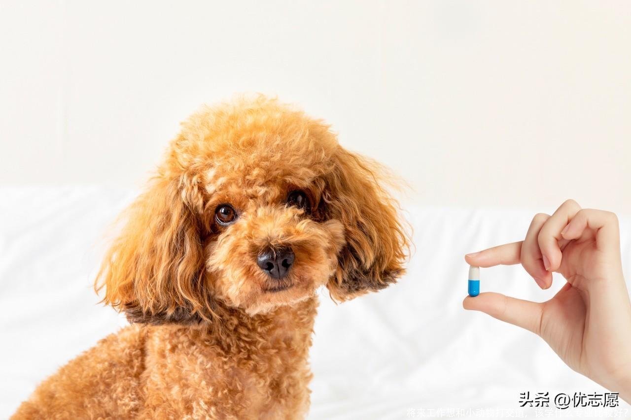 将来工作想和小动物打交道，该学什么专业比较好？