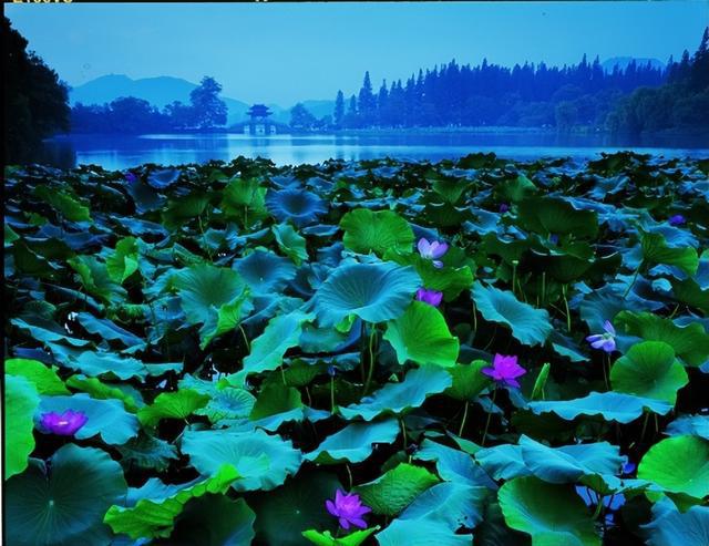 三潭印月的来历以及杭州西湖十大景点介绍